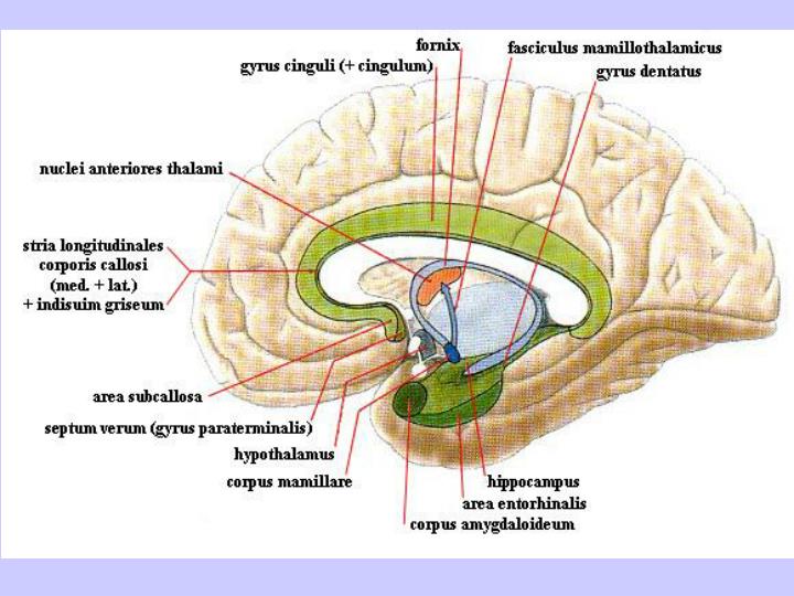 PPT - LIMBIC SYSTEM PowerPoint Presentation - ID:4499881