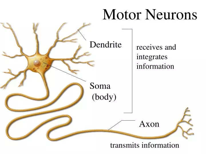 motor neurons n.