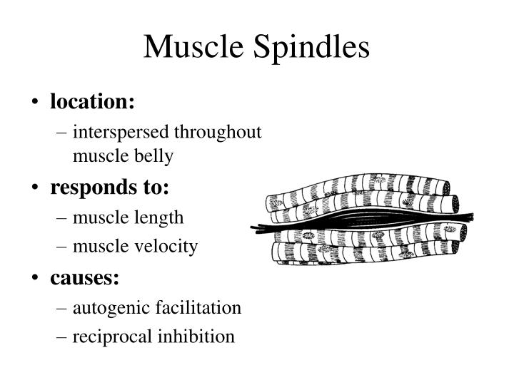 PPT Motor Neurons PowerPoint Presentation ID4500957