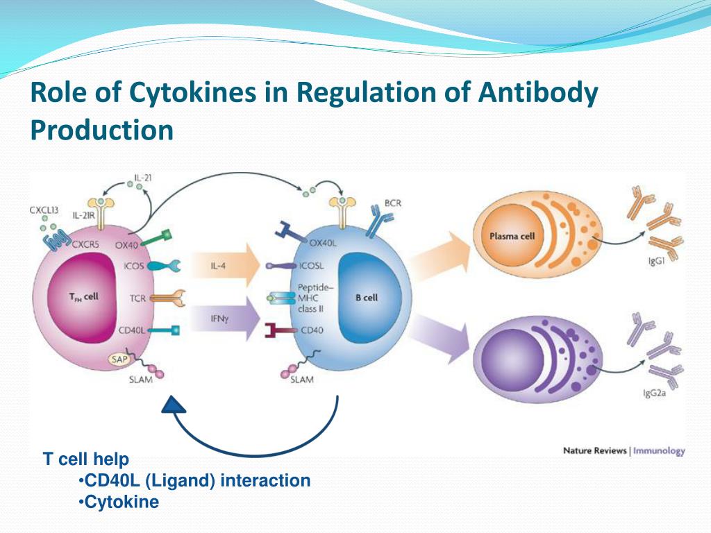 PPT - CYTOKINE PRODUCTION OF B CELL S OF MYASTHENIA GRAVIS PATIENTS ...