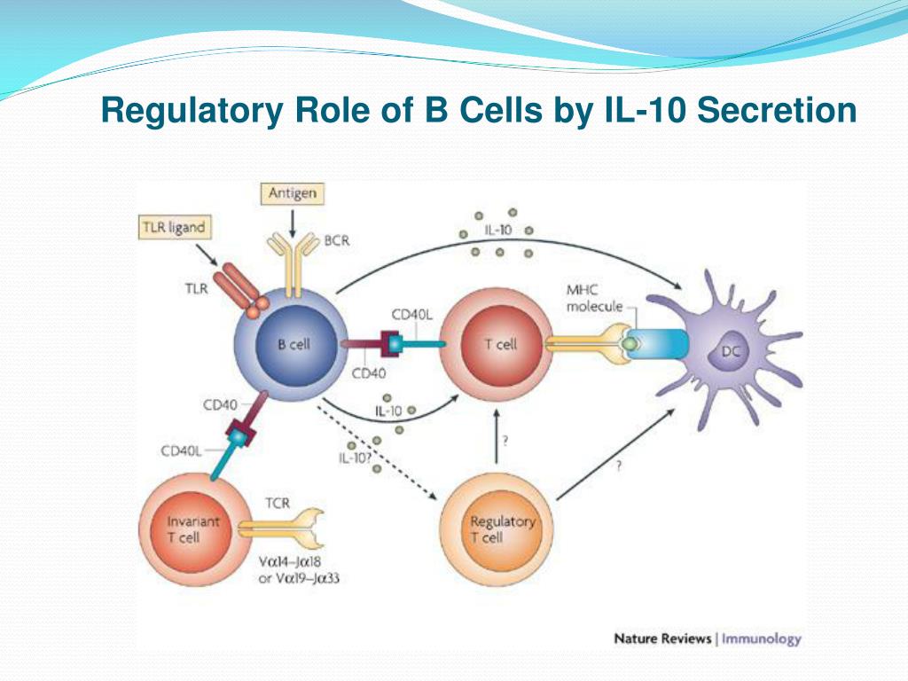 PPT - CYTOKINE PRODUCTION OF B CELL S OF MYASTHENIA GRAVIS PATIENTS ...