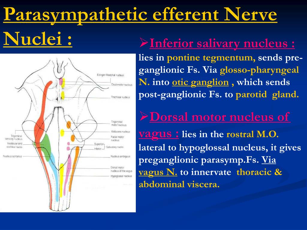 PPT - Cranial nerves & Cranial nerve nuclei : PowerPoint Presentation