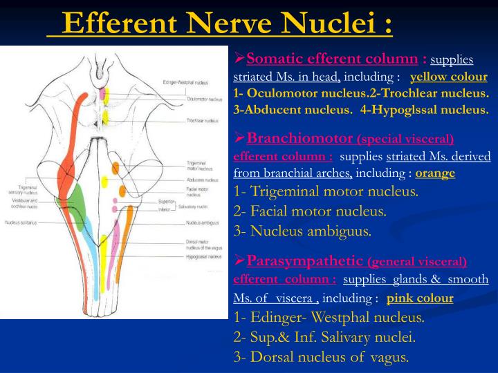 PPT - Cranial nerves & Cranial nerve nuclei : PowerPoint Presentation