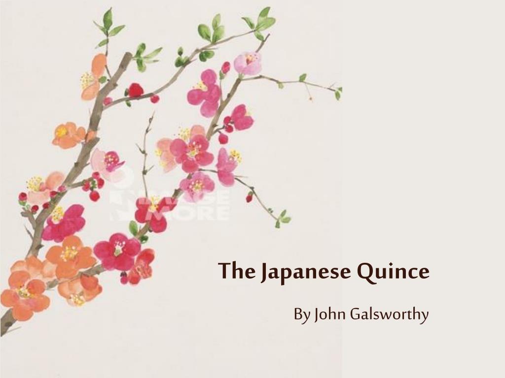 japanese quince short story