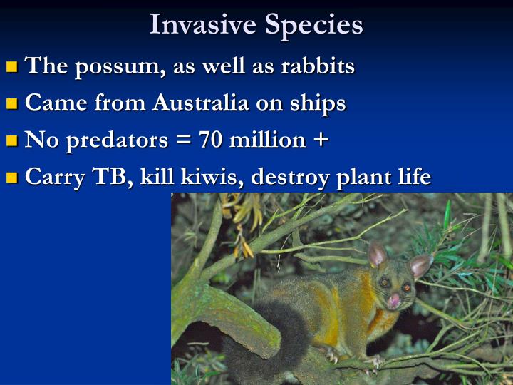 ten invasive species This section of invasivespeciesinfogov provides information and resources for invasive plant species as an educational informational tool. ten invasive species This section of invasivespeciesinfogov provides information and resources for invasive plant species as an educational informational tool.