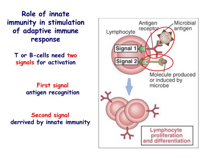 PPT - Innate immunity PowerPoint Presentation - ID:4501966