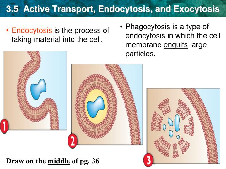 cell membrane pro or euk