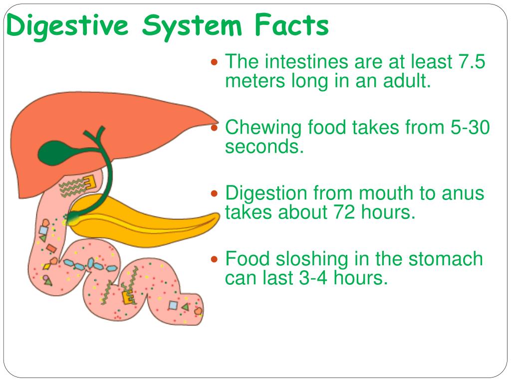 Fun Facts About Digestive System | SexiezPicz Web Porn