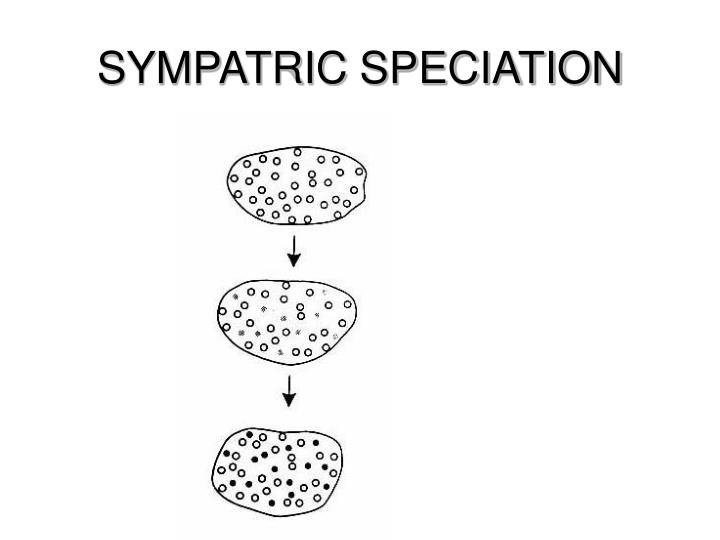 sympatric speciation and ecotone sympatric speciation and ecotone