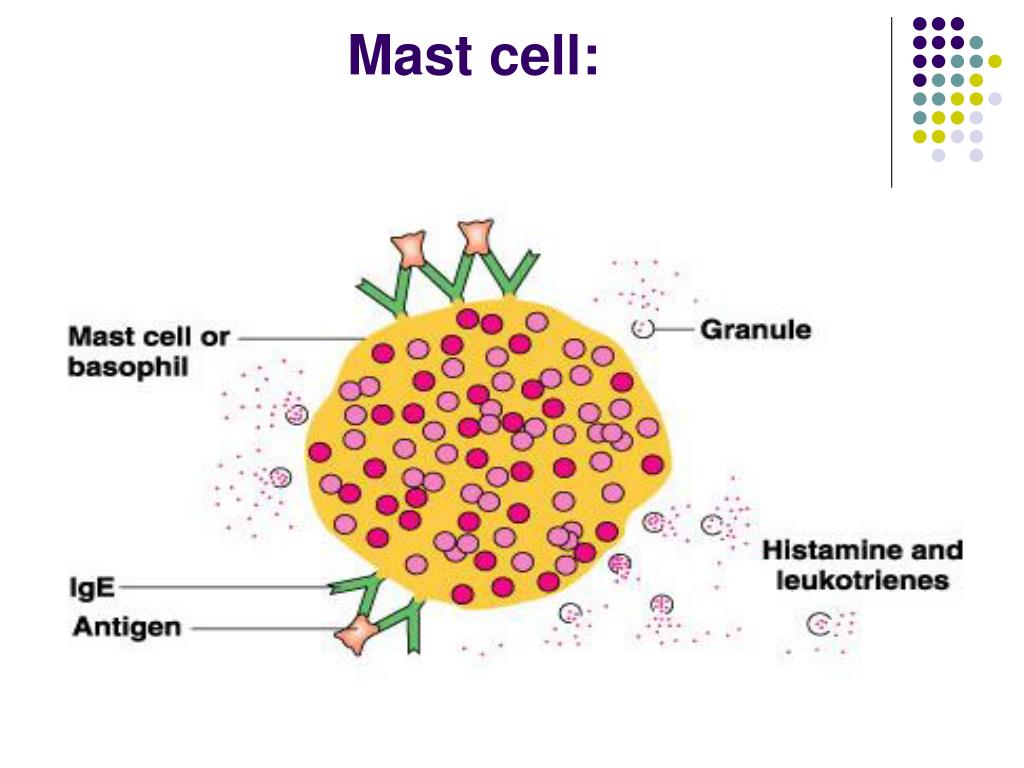 Mast Cell Diagram Labelled
