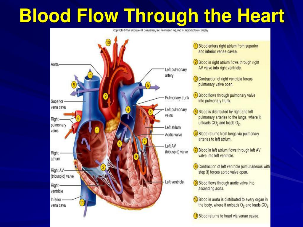 PPT - The Cardiovascular System: The Heart PowerPoint Presentation - ID