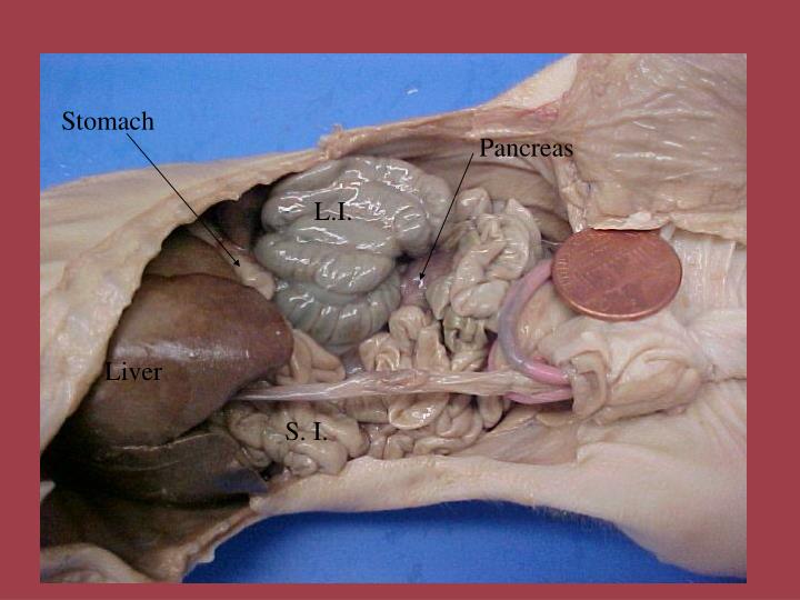 PPT - Fetal Pig Dissection PowerPoint Presentation - ID:4504756