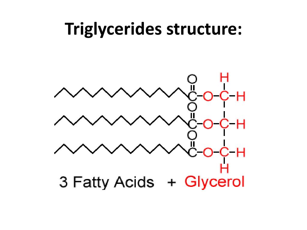 PPT Triglycerides PowerPoint Presentation Free Download ID 4505039