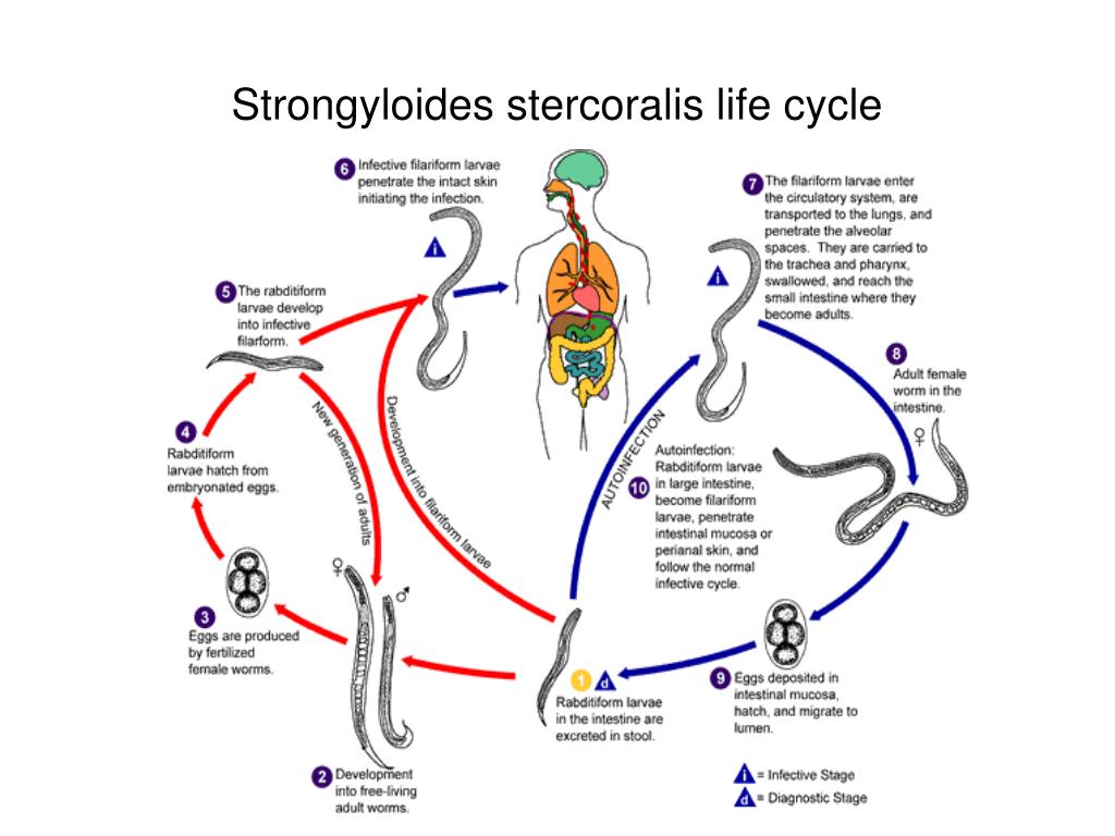 Жизненный цикл угрицы кишечной
