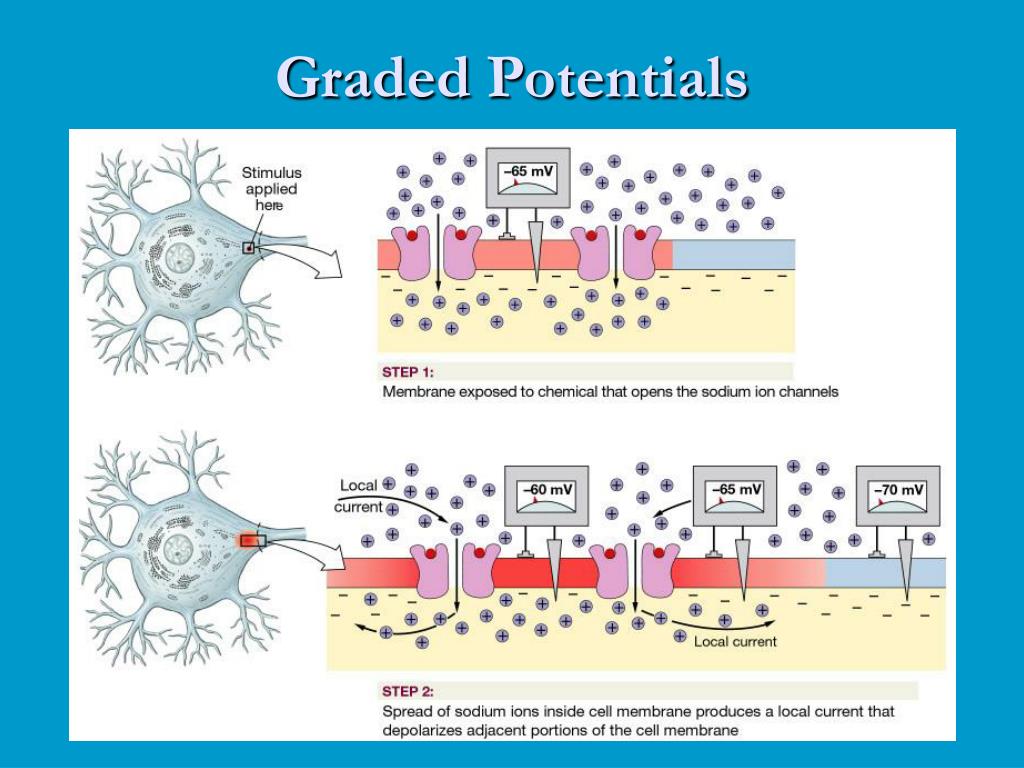 Where Does Graded Potential Occur In Neuron