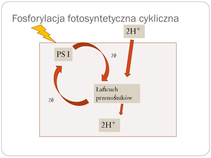 Faza Jasna I Ciemna Fotosyntezy PPT - Fotosynteza PowerPoint Presentation - ID:4508223