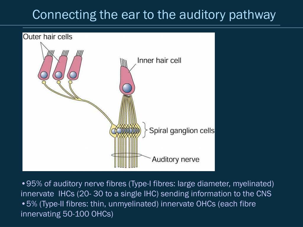 PPT - Applied Psychoacoustics Lecture 1: Anatomy and Physiology of the ...
