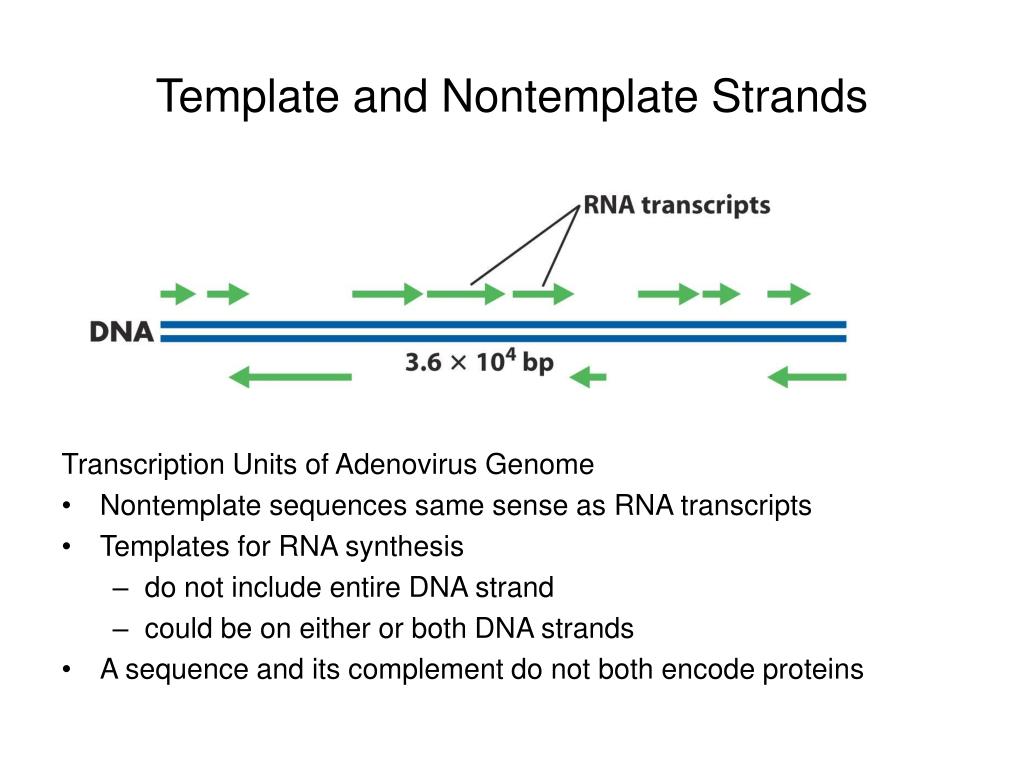 PPT RNA Metabolism Transcription and Processing PowerPoint
