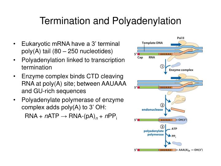 PPT RNA Metabolism Transcription and Processing PowerPoint