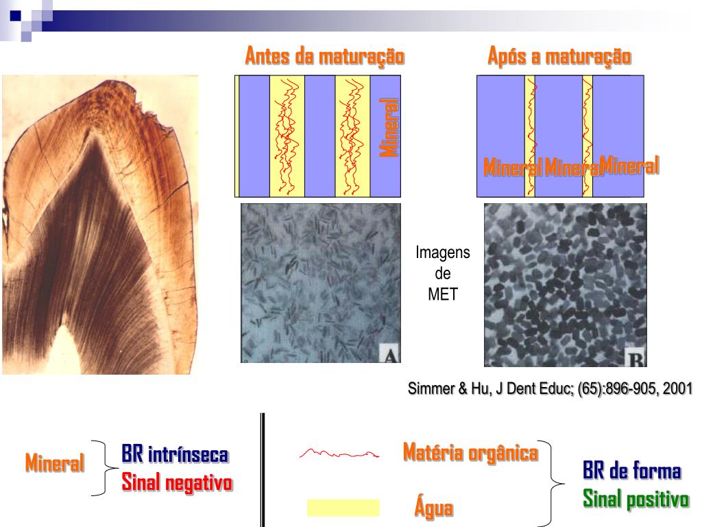 PPT - Microscopia de polarização PowerPoint Presentation, free download -  ID:4509931