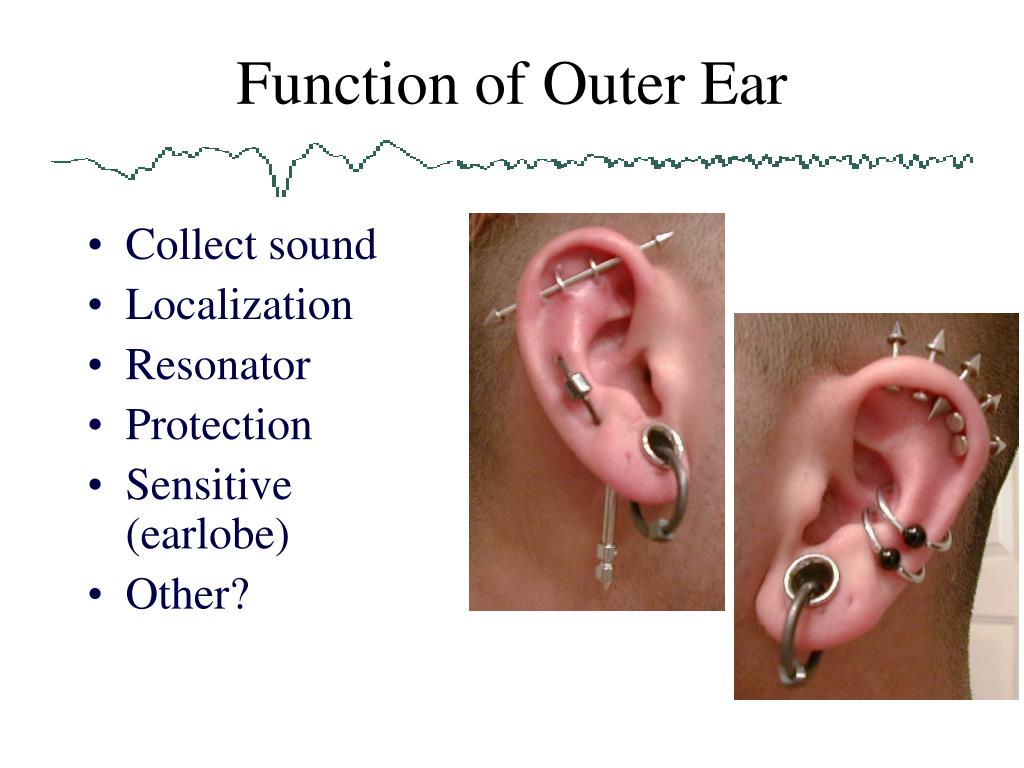 PPT - Anatomy of the Ear PowerPoint Presentation, free download - ID