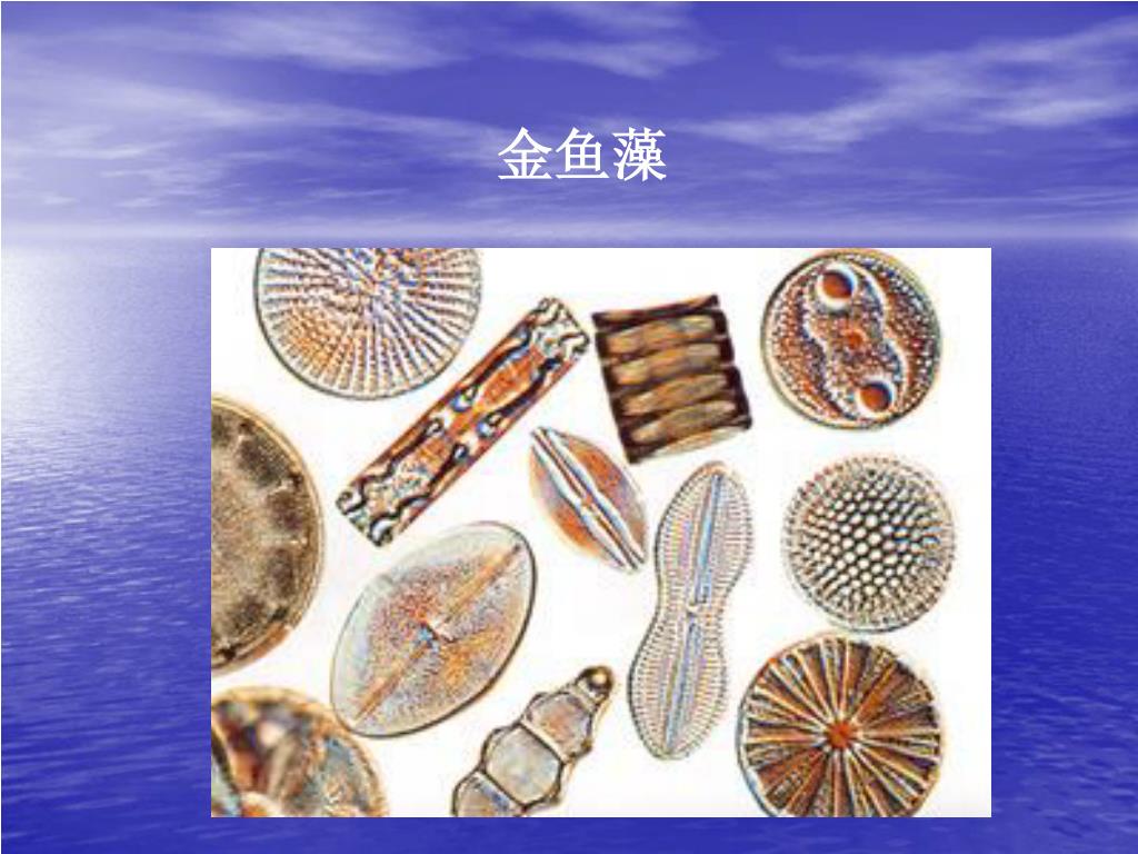 Ppt 第七章藻类植物powerpoint Presentation Free Download Id Ppt 第七章藻类植物powerpoint Presentation Free Download Id
