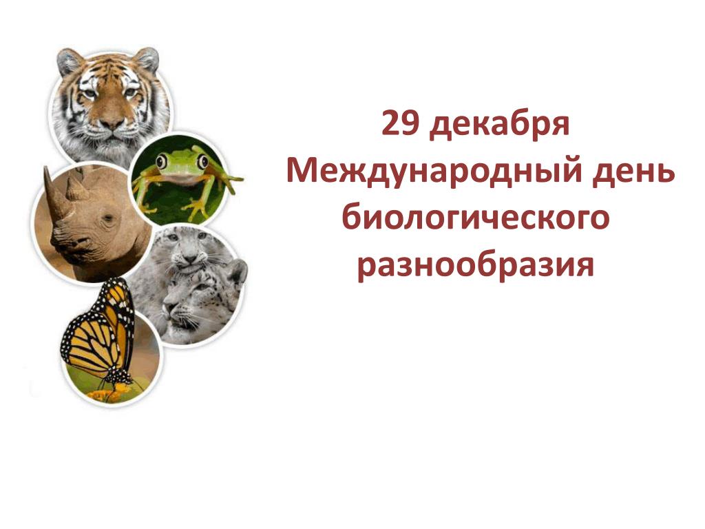 Биологическое разнообразие 5 класс. Международный день биологического разнообразия. 29 Декабря день биологического разнообразия. 29 Декобрямеждународный день. Биологическое разнообразие.