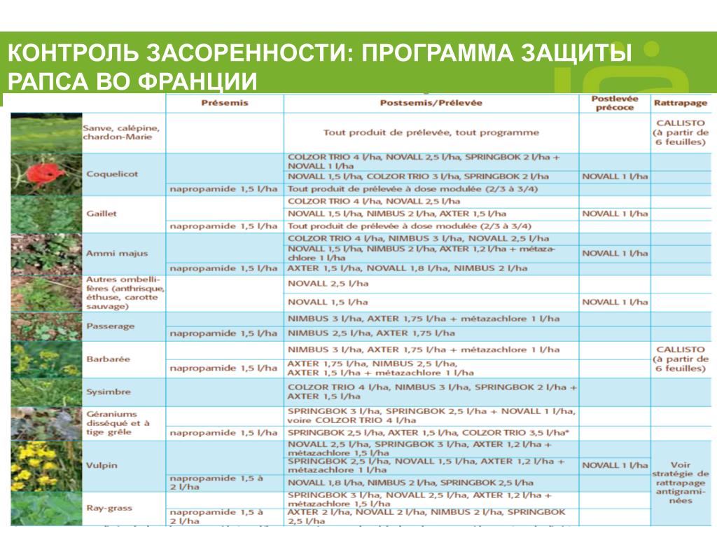 Программа защиты. Средняя степень засоренности рапса. Найти картинки по сравнению засоренности рапса. Институт рапса список сотрудников.