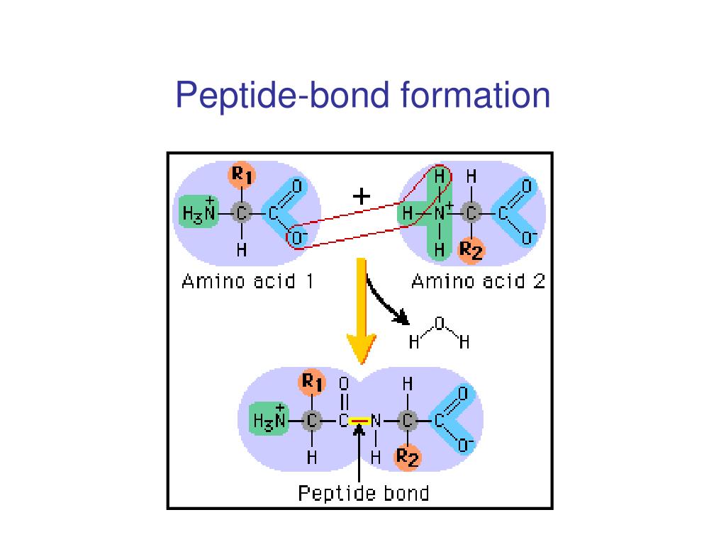 PPT Protein Structure PowerPoint Presentation Free Download ID 4519007 PPT Protein Structure PowerPoint Presentation Free Download ID 4519007