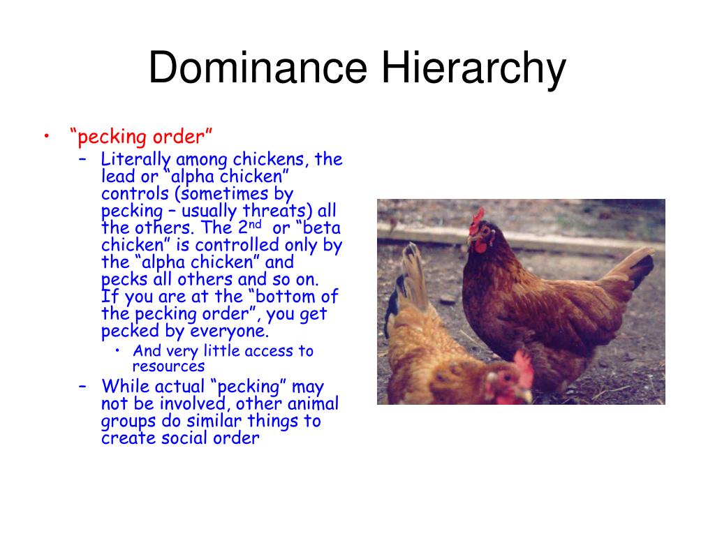 examples of dominance hierarchy in animals
