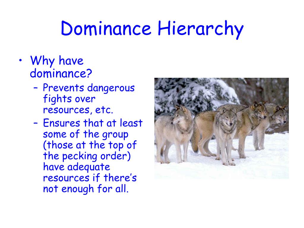 types of dominance hierarchy in animal behaviour
