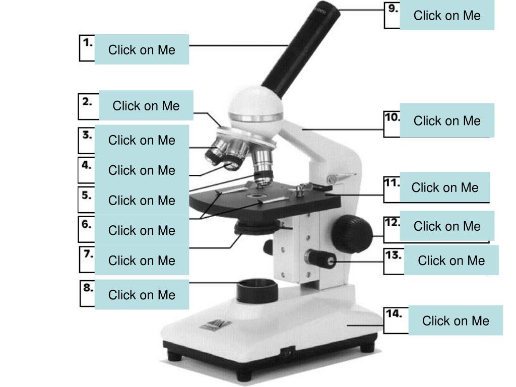 PPT Parts of the Microscope and Their Function PowerPoint