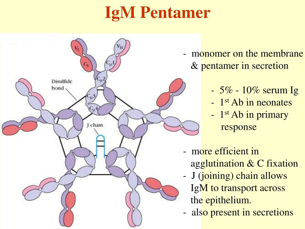Иммуноглобулины iga igm. Иммуноглобулин м IGM 4. Мономер пентамер иммуноглобулина. IGM пентамер. Иммуноглобулин m структура.