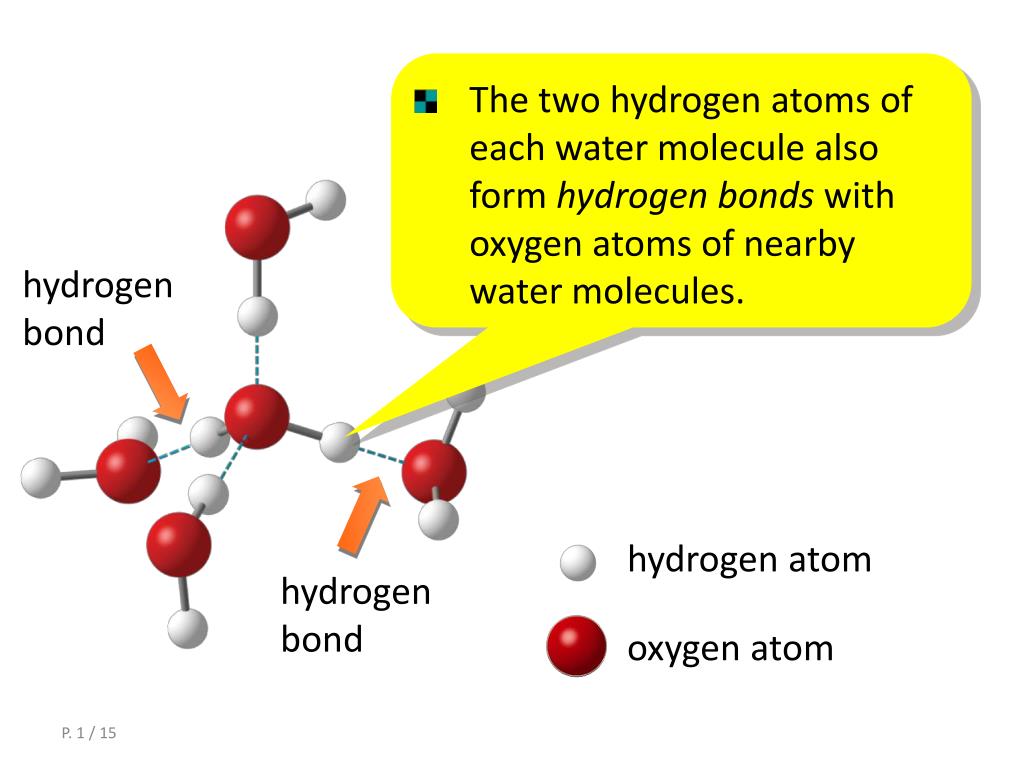 hydrogen bonds hydrogen bonds