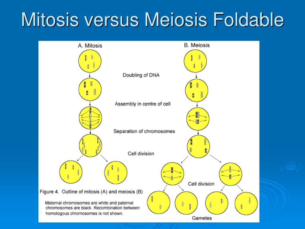 PPT - Understanding Mitosis: Cell Growth, Division, and Regulation ...
