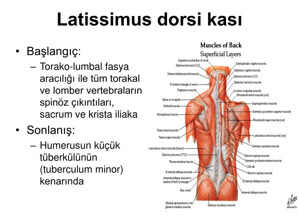 PPT - OMUZ KUŞAĞI VE ÜST EKSTREMİTE KASLARI PowerPoint Presentation -  ID:4527971