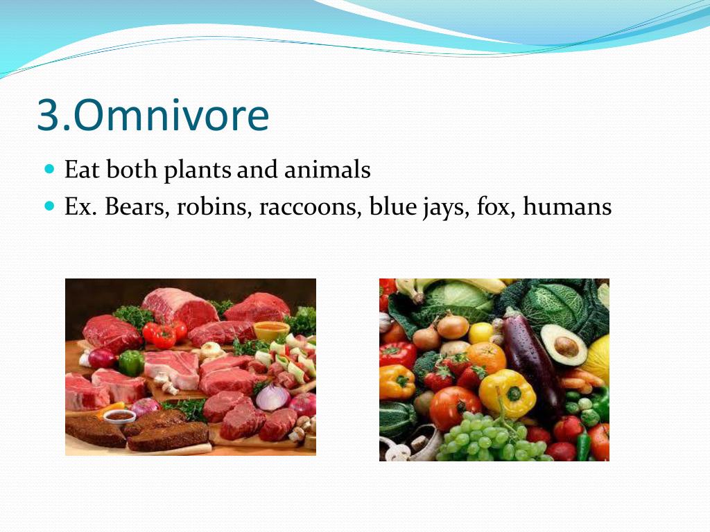 Energy Flow and Food Webs PowerPoint Presentation, free download ... Biology Diagrams
