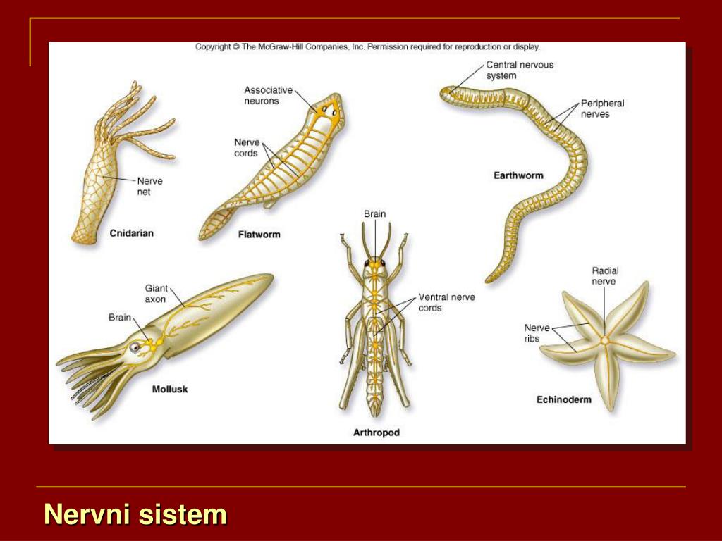 Виды нервной. Нервная система беспозвоночных животных. Эволюция нервной системы беспозвоночных. Основные типы нервной системы беспозвоночных животных. Нервная система многоклеточных животных.