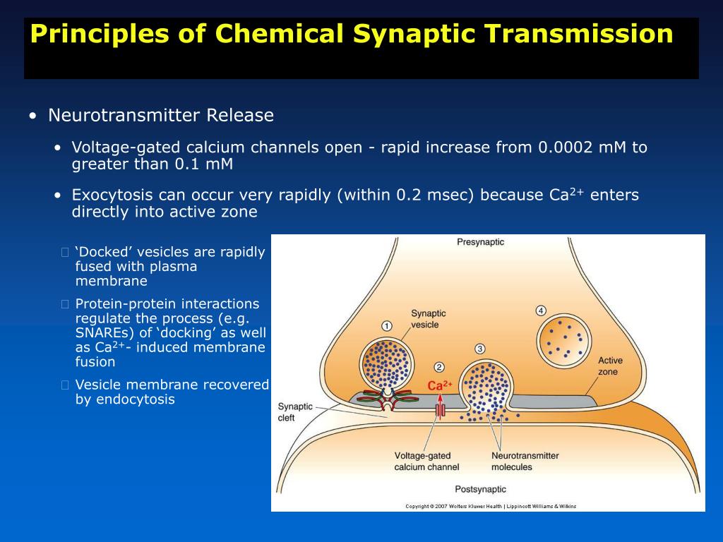 PPT - SYNAPTIC TRANSMISSION PowerPoint Presentation, free download - ID ...