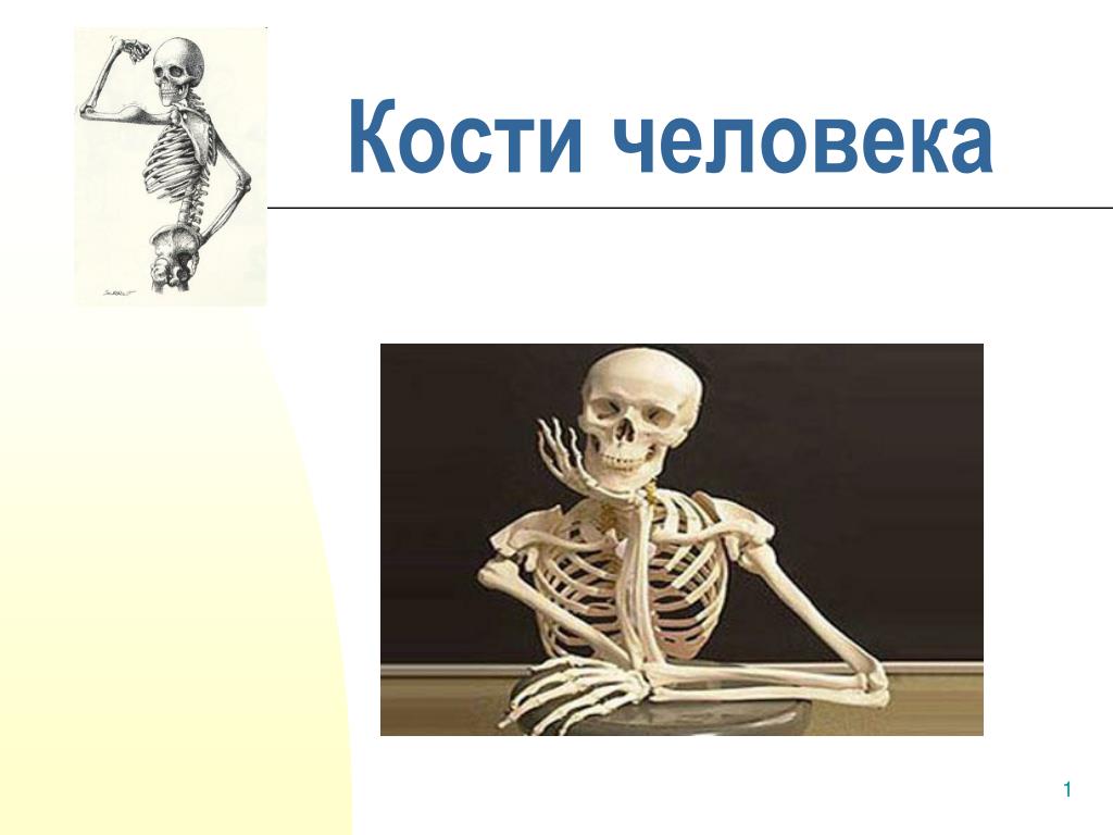 И молодые люди кости человека. Кости человека. Кость взрослого человека. Кости человека для презентации. Сколько костей у человека.