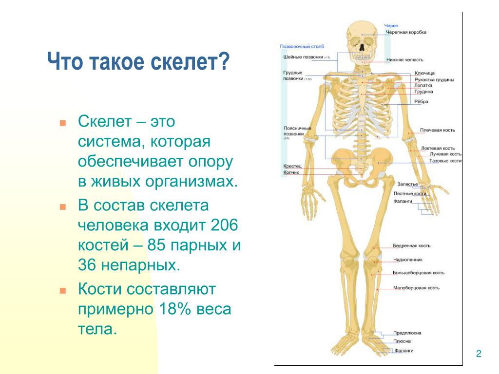Про скелет человека. Скелет человека из чего состоит кратко. Кости туловища название костей и их количество. Костный состав скелета человека. Скелет человека и человек.