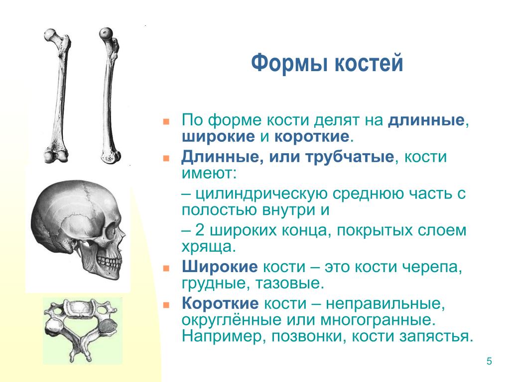 Сколько костей имеет. Кости трубчатые губчатые плоские смешанные. Строение и форма костей классификация костей. Классификация костей, виды костей по форме.. Трубчатые кости скелета.