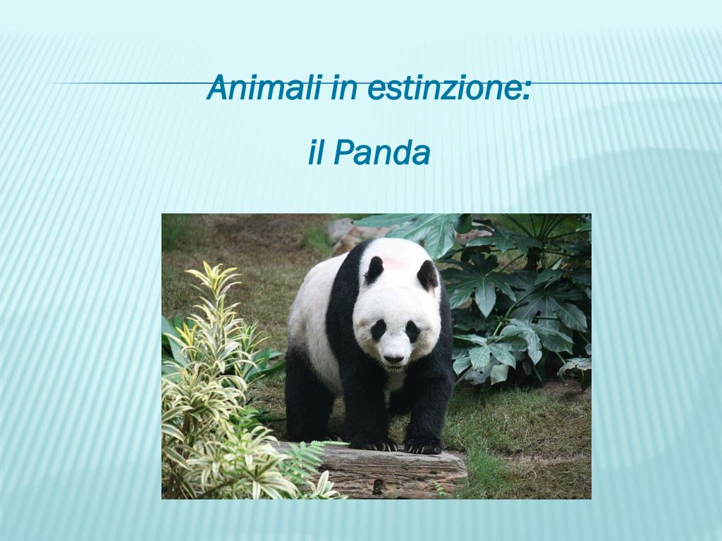 Панда на узбекском языке. Панда на английском. Проект по английскому про панду. Информация о панде на английском. Описание панды на английском.