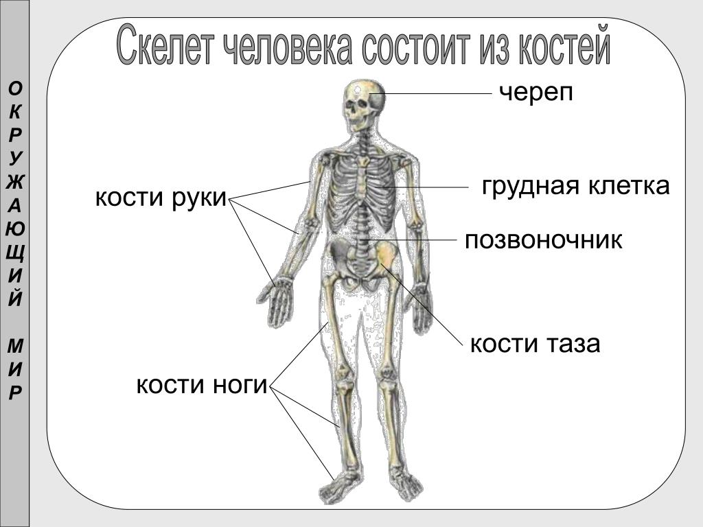Запястье голень и позвоночник. Основные части скелета человека 1 класс. Строение скелета человека схема. Строение скелета человека 3 класс окружающий мир. Строение костей человека 4 класс.