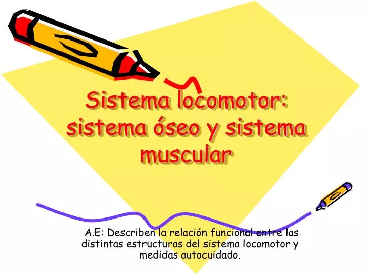 sistema locomotor sistema seo y sistema muscular n.