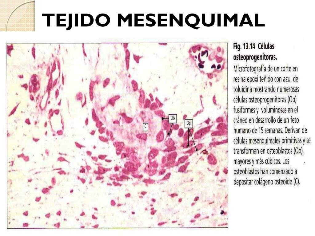 PPT - HISTOLOGIA DEL SISTEMA OSTEO-ARTICULAR PowerPoint Presentation, free  download - ID:4542737