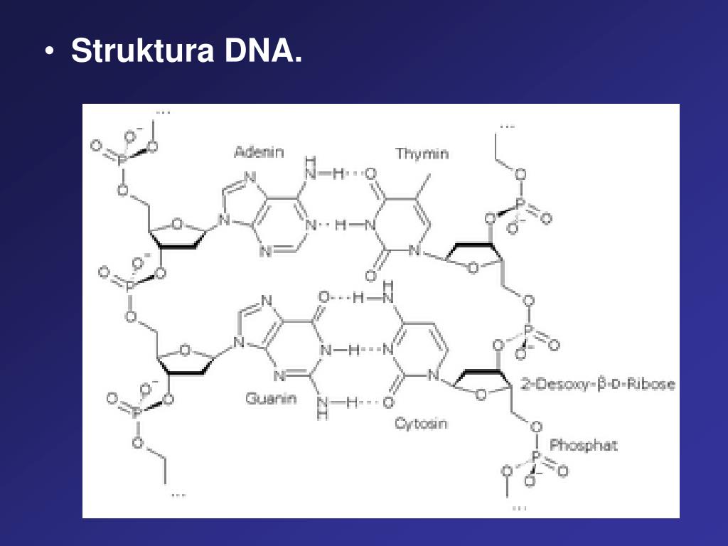 Рнк аденин тимин. Аденин Тимин гуанин. Вторичная структура ДНК аденин Тимин. Комплиментарные аминокислоты. Аденини в структуре ДНК С формальдегидом.
