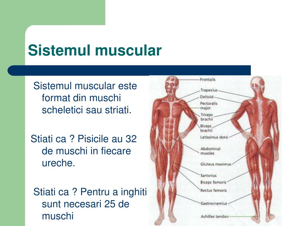 PPT - Sistemul locomotor PowerPoint Presentation, free download - ID:4545664