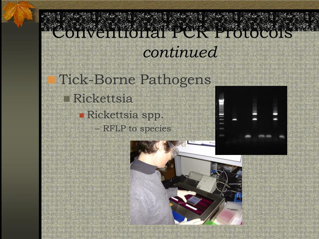 Ppt Detection Of Arthropod Borne Pathogens Using Pcr Techniques Powerpoint Presentation Id 