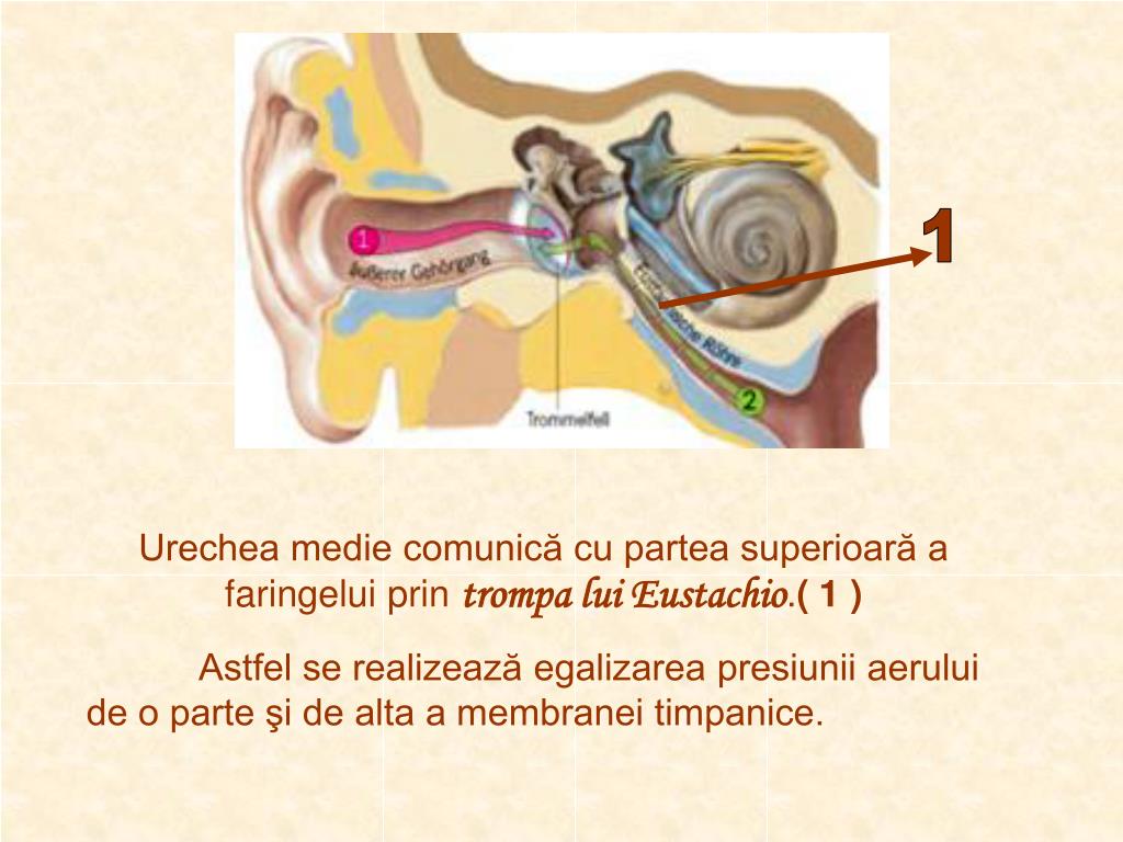 PPT - URECHEA PowerPoint Presentation, free download - ID:4545911